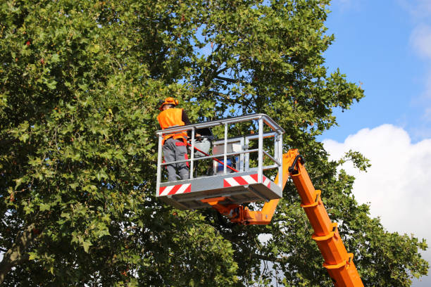 Best Tree Cabling and Bracing  in Pen Argyl, PA